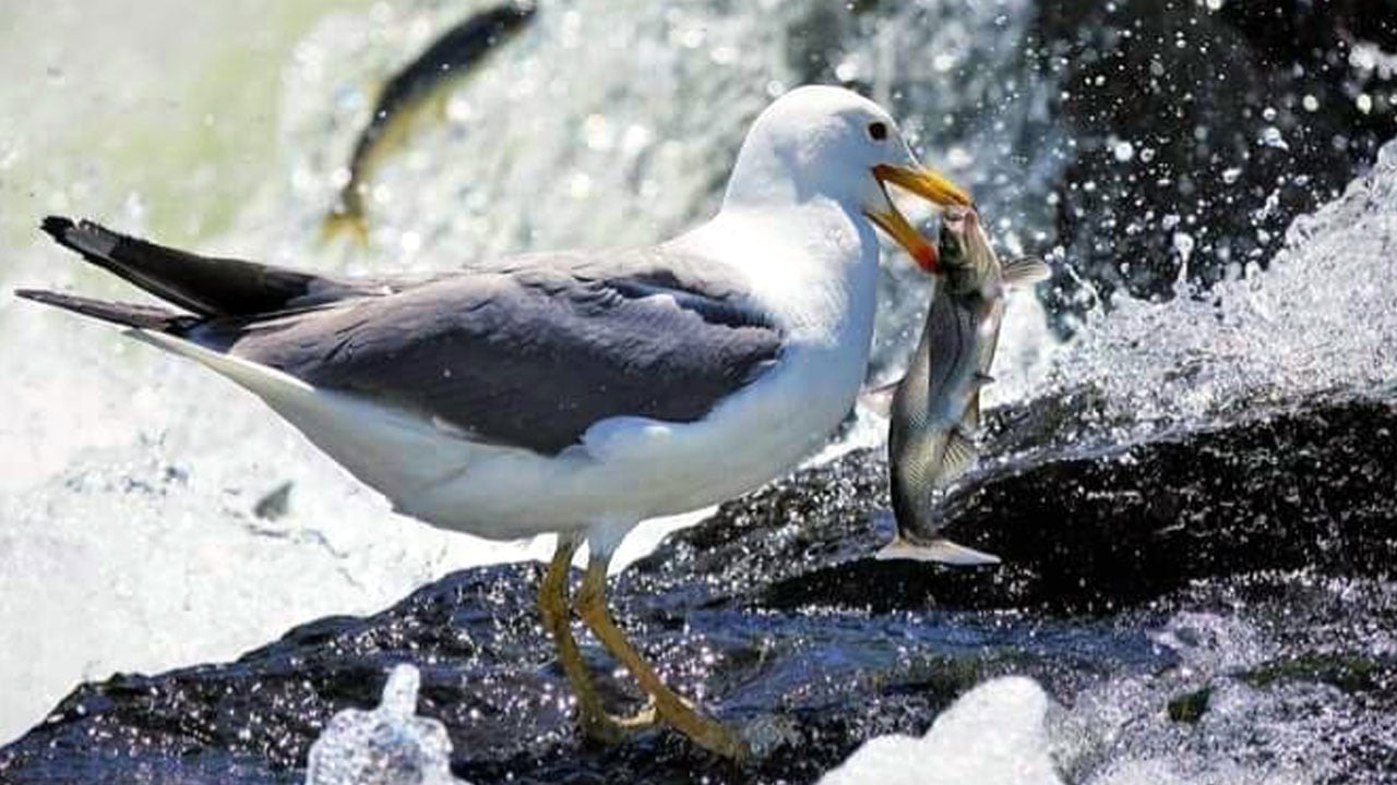 Kaçak avcılığa karşı 7/24 denetim! Van Gölü’nde inci kefali göçü başladı