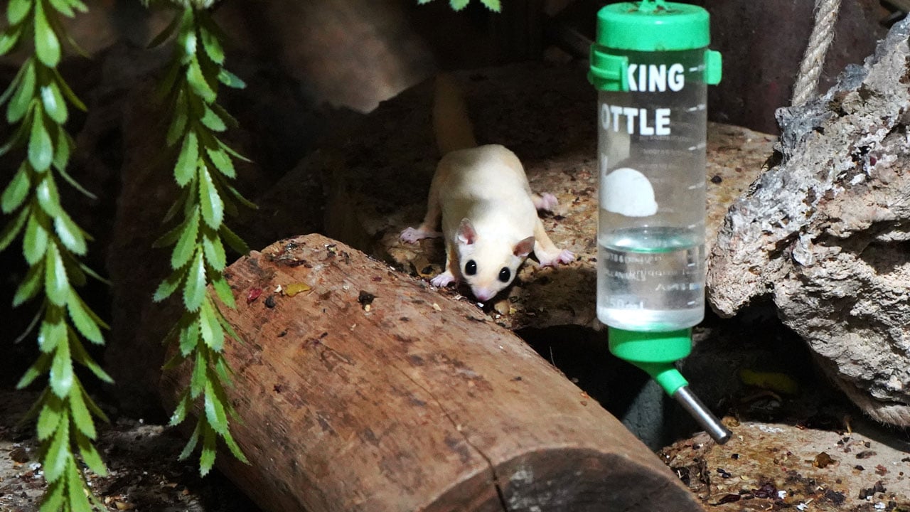 Foto - Kaçak bakımdan kurtarıldılar! 33 uçan sincap korumaya alındı