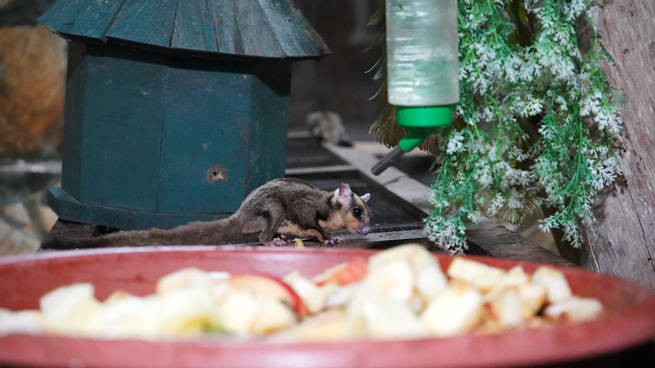 Foto - Kaçak bakımdan kurtarıldılar! 33 uçan sincap korumaya alındı