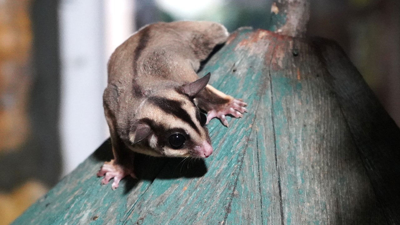 Kaçak bakımdan kurtarıldılar! 33 uçan sincap korumaya alındı