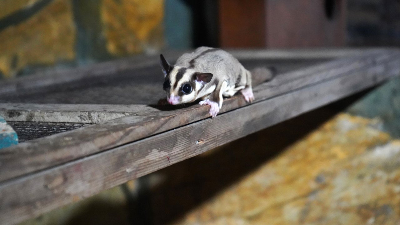 Foto - Kaçak bakımdan kurtarıldılar! 33 uçan sincap korumaya alındı