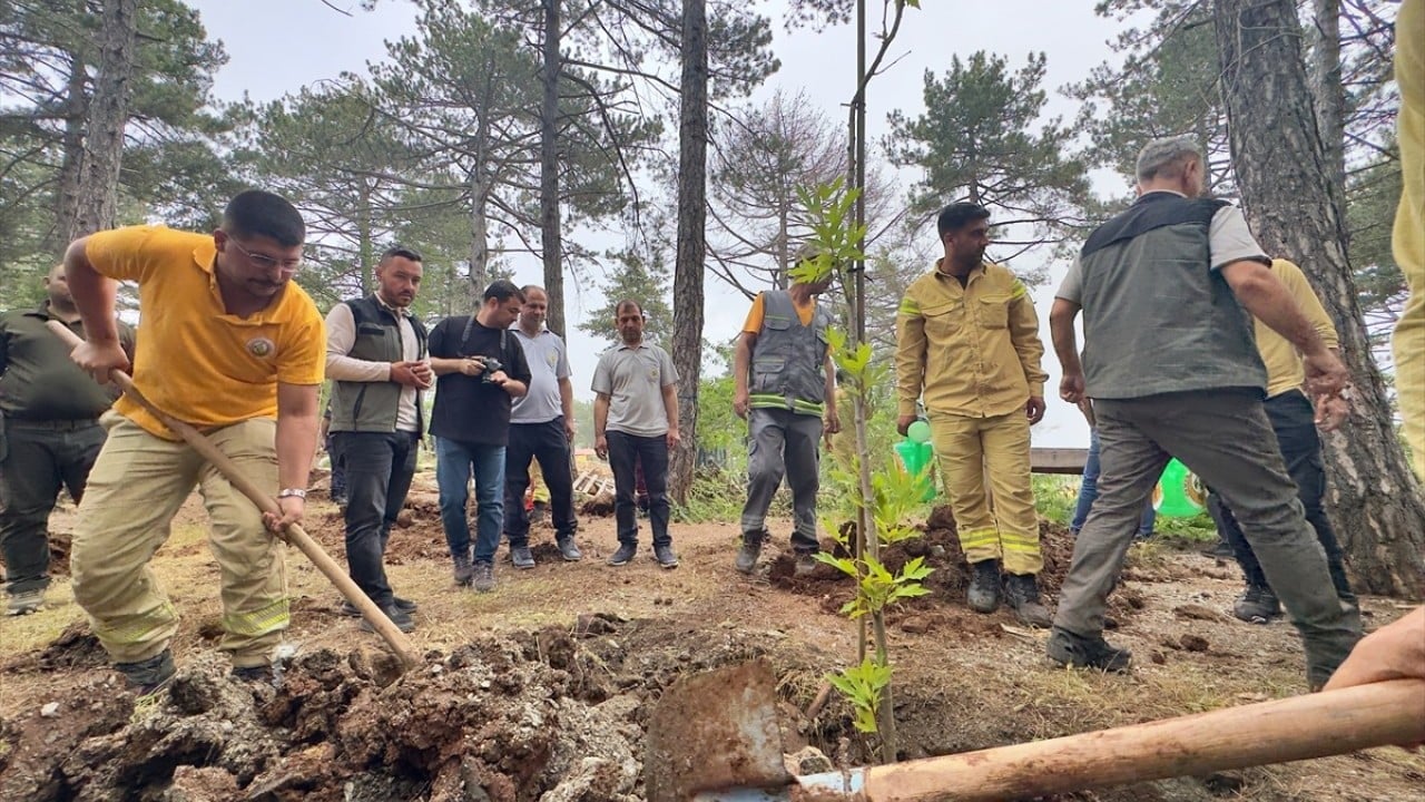 Foto - Kaçak evler bir bir yıkıldı Ormanı talan edenlere göz açtırılmıyor