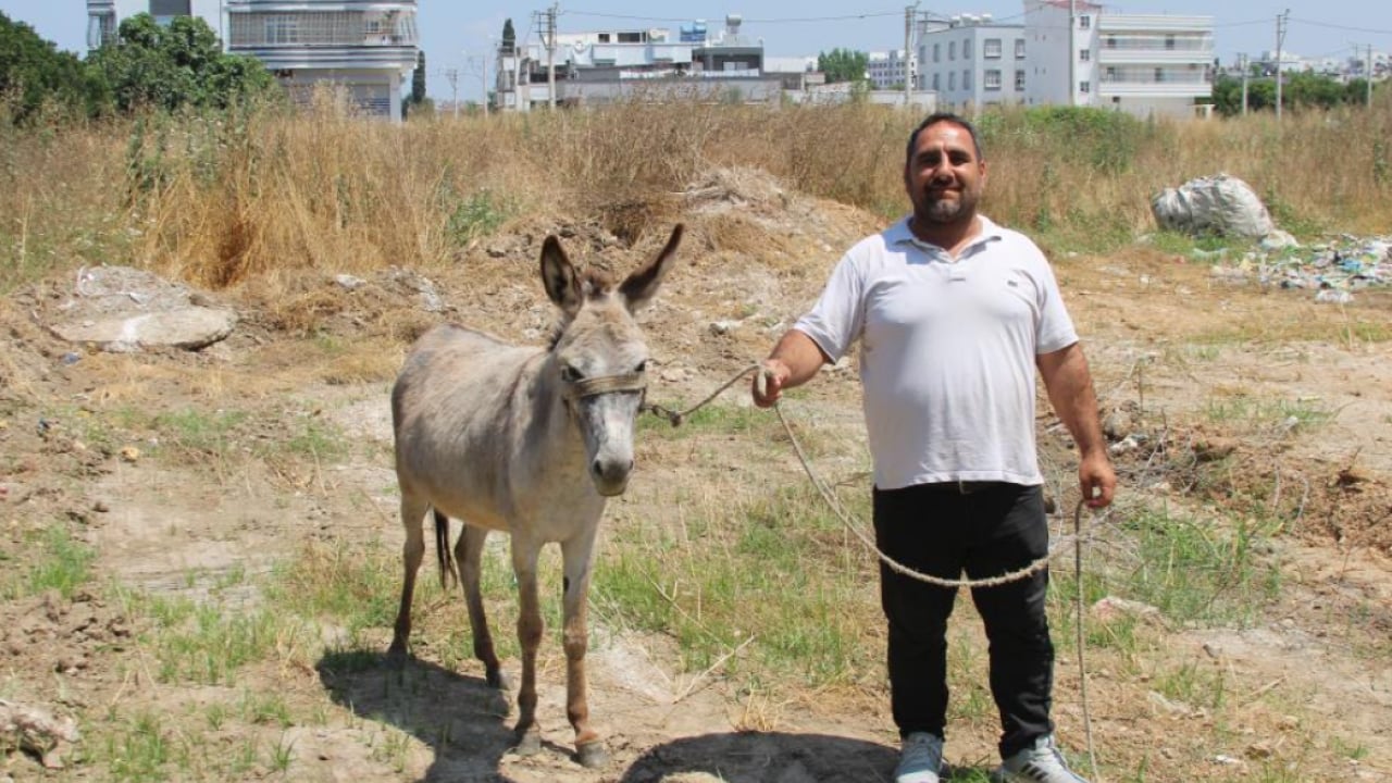 Kaçak gezileri kısa sürdü! Adana'da sahipsiz iki eşeğe VIP hizmet