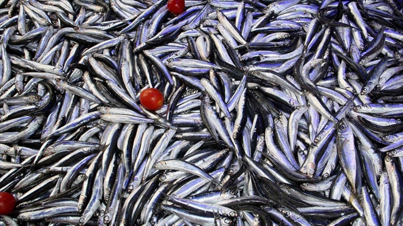 Kaçak hamsi İğneada'yı mesken tuttu