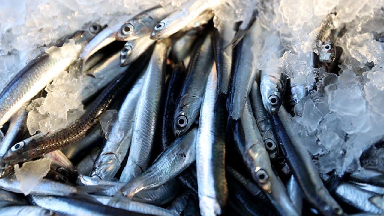 Foto - Kaçak hamsi İğneada'yı mesken tuttu