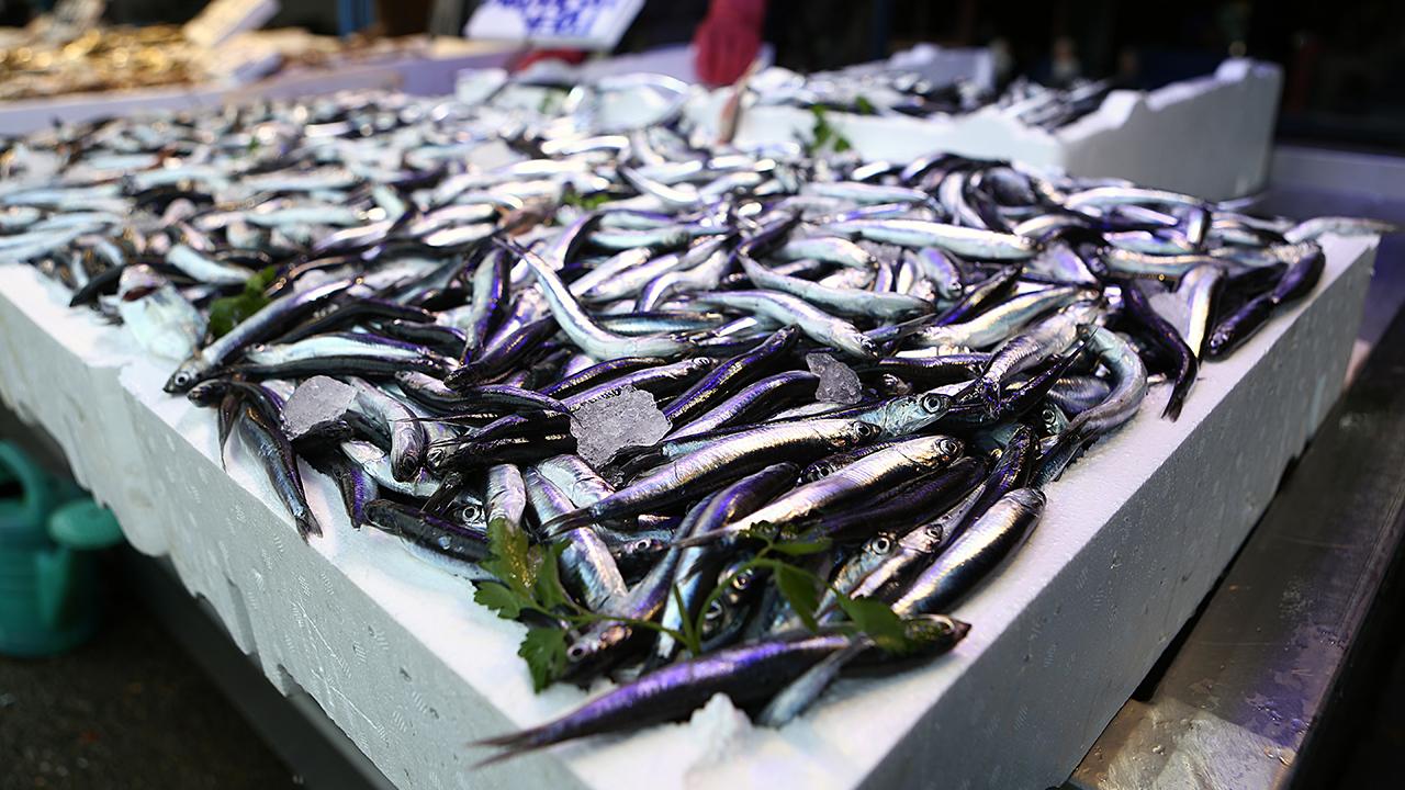 Foto - Kaçak hamsi İğneada'yı mesken tuttu