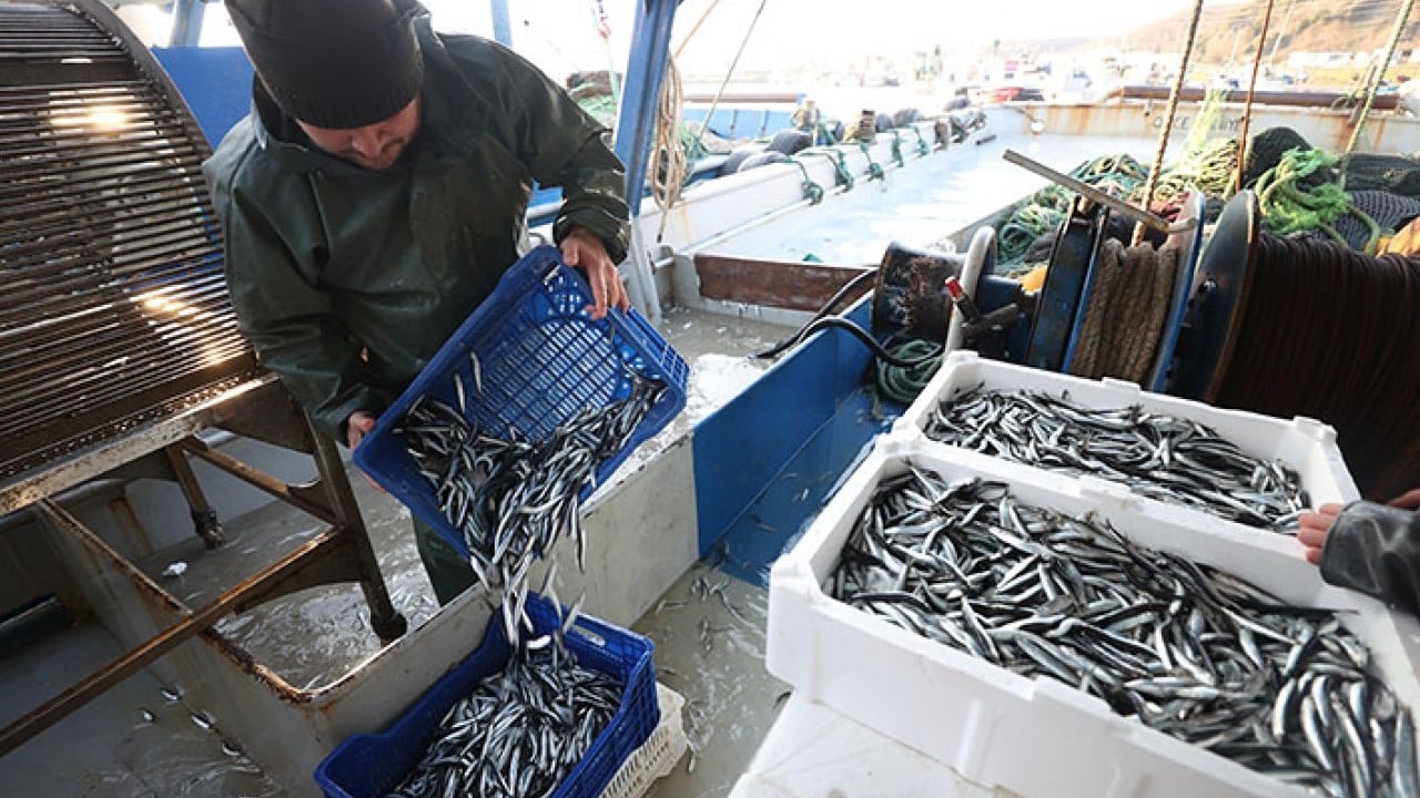 Foto - Kaçak hamsi İğneada'yı mesken tuttu