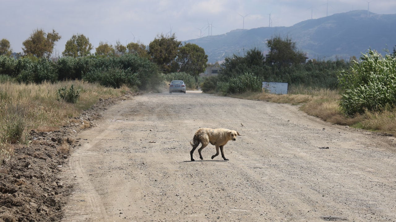 Foto - Kaderlerine terk ettiler! Milleyha Sulak Alanı’na yavru köpek bırakanlara rekor ceza