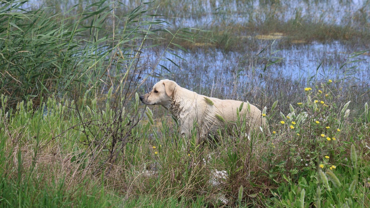 Foto - Kaderlerine terk ettiler! Milleyha Sulak Alanı’na yavru köpek bırakanlara rekor ceza