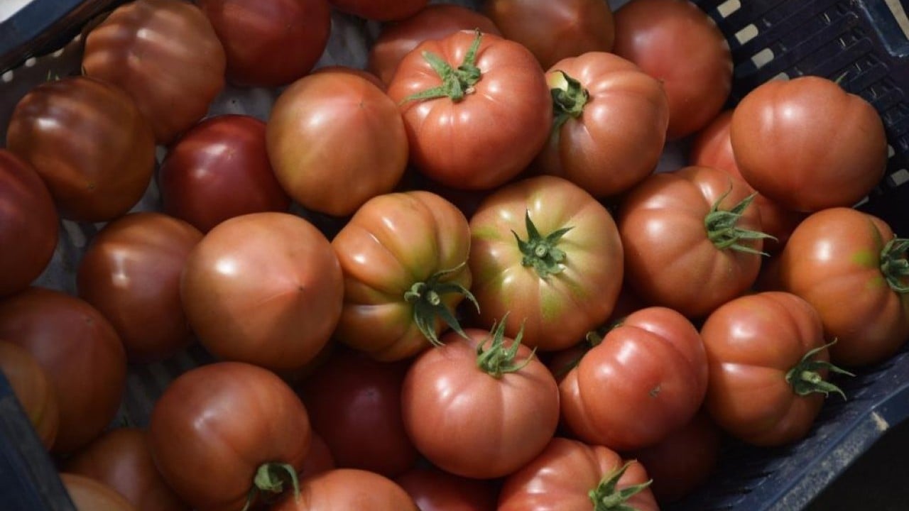 Foto - Kadın çiftçilerden örtü altı tarıma 370 bin tonluk katkı