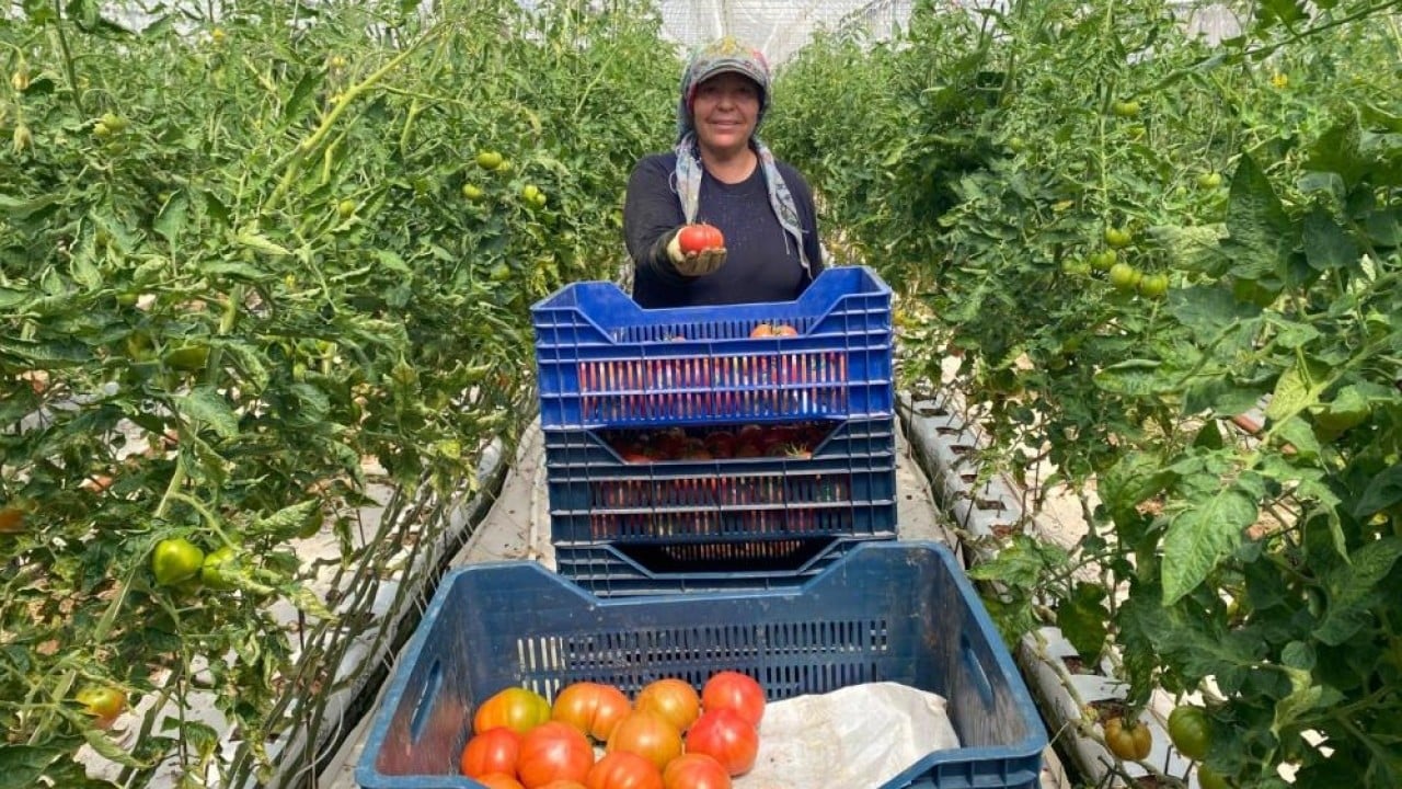 Foto - Kadın çiftçilerden örtü altı tarıma 370 bin tonluk katkı