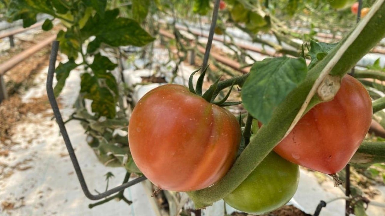 Foto - Kadın çiftçilerden örtü altı tarıma 370 bin tonluk katkı