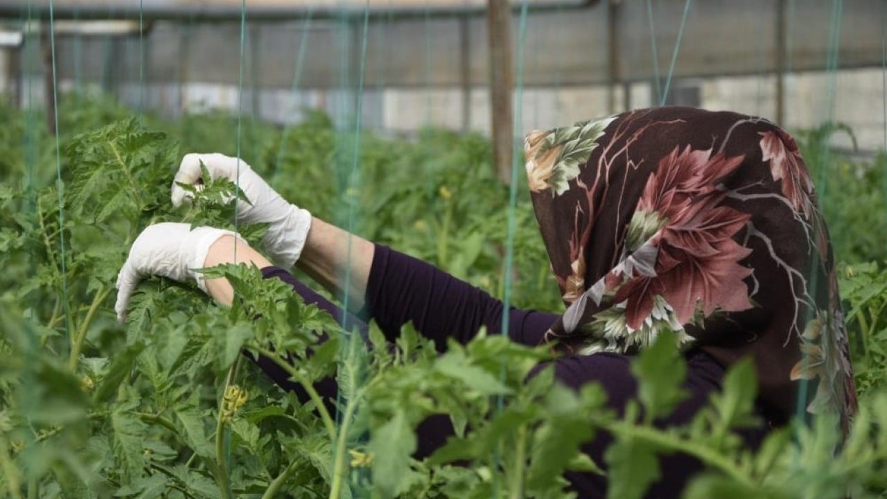 Foto - Kadın çiftçilerden örtü altı tarıma 370 bin tonluk katkı
