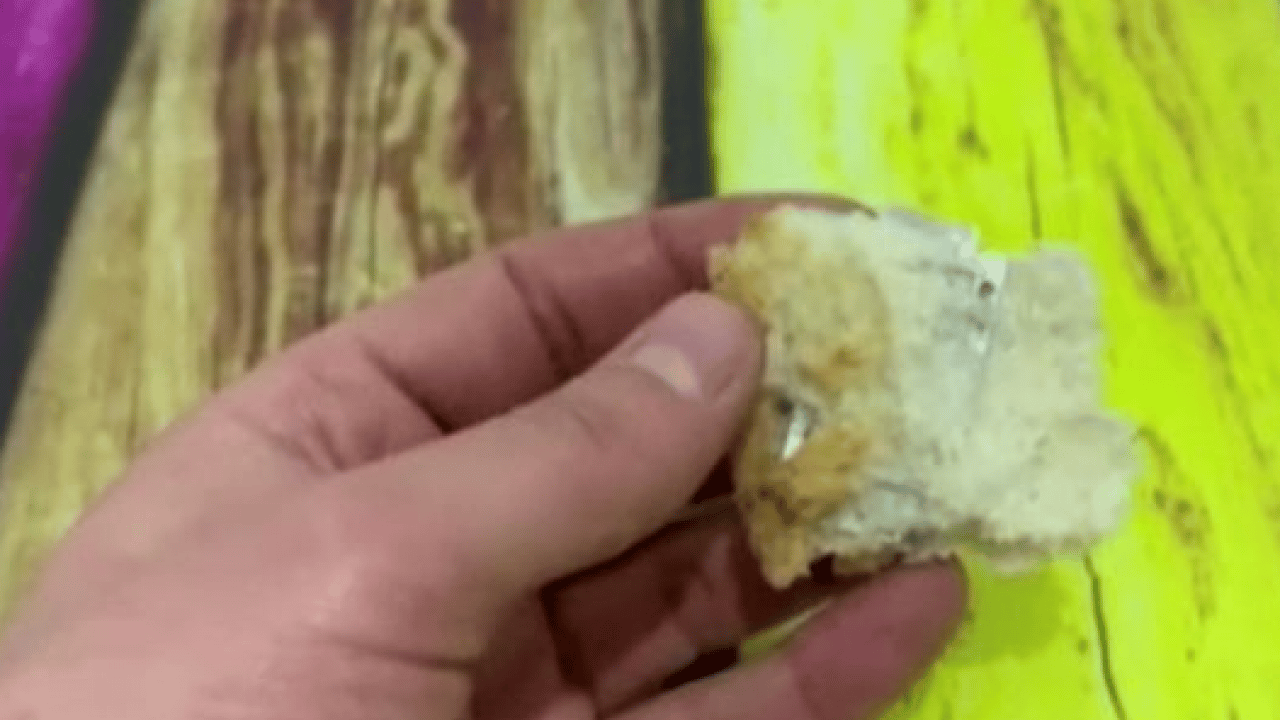 Foto - Ekmeğin içinden çıkana inanamadı: 'Ağzımın içinde sertlik hissettim!'