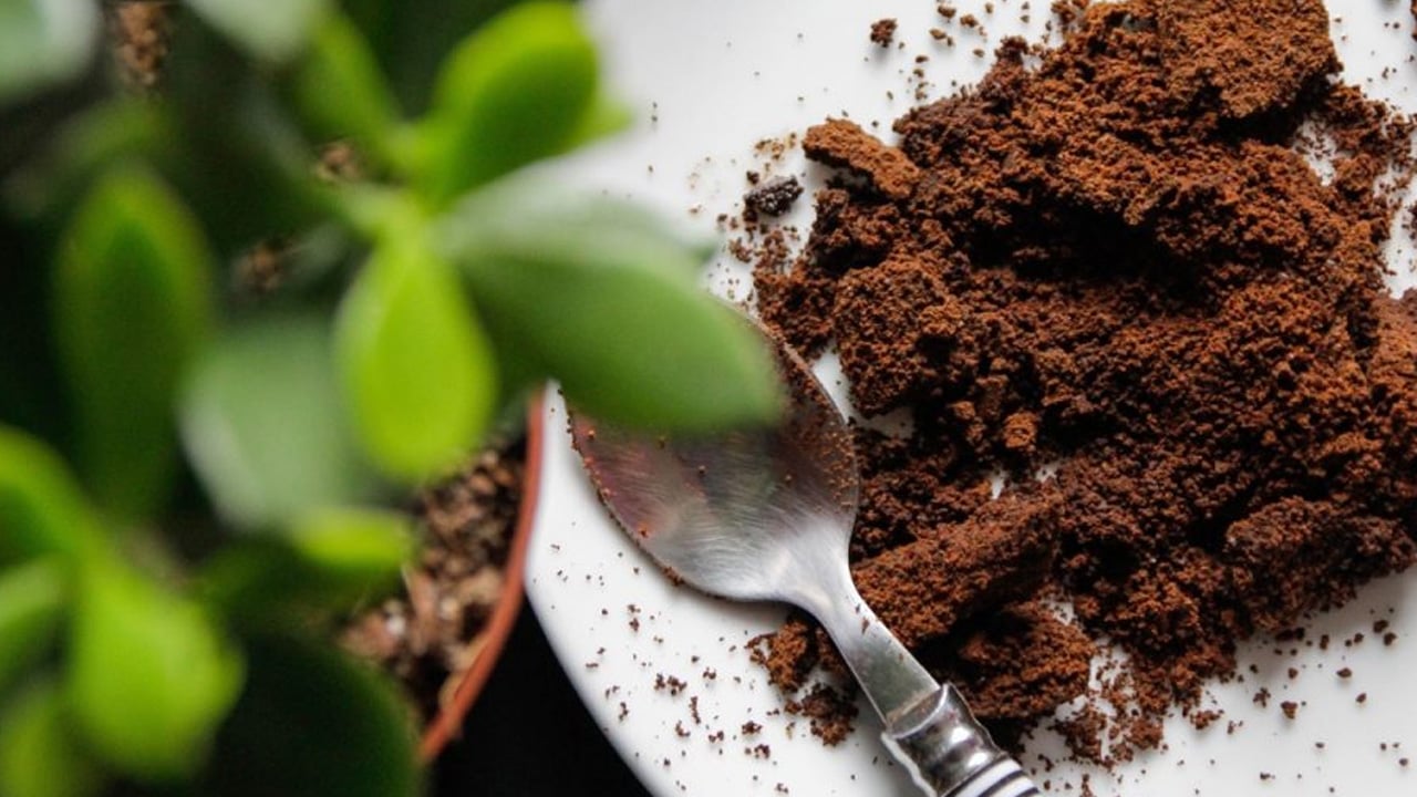 Kahve telvesini lavaboya döken yandı! Beton gibi yapıyor, boruları çökertiyor! Duyan bin pişman olacak