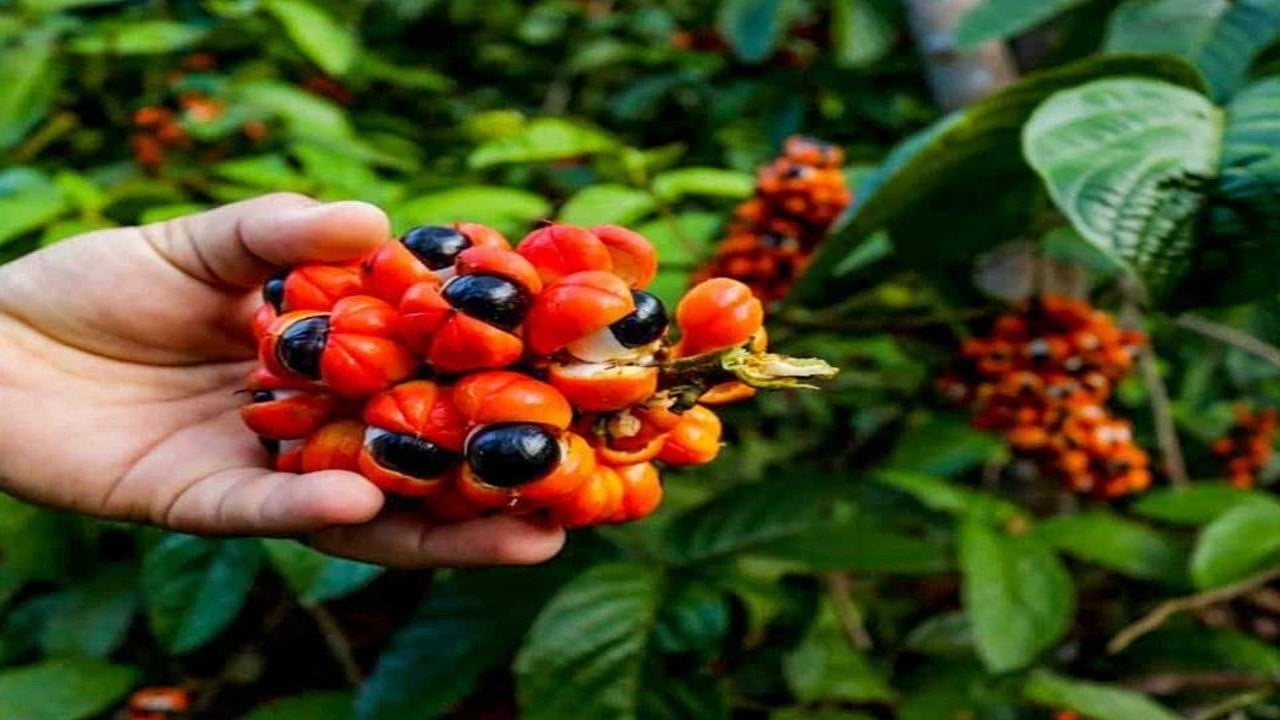 Foto - Kahveden güçlü, şekerden değerli: 1 kilosu altınla yarışıyor! İşte enerji devlerinin gizli hazinesi