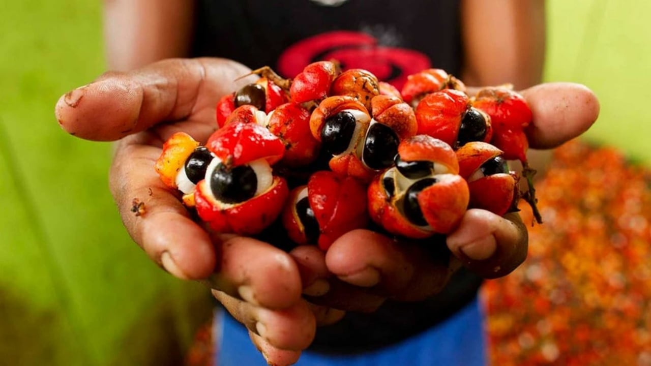 Foto - Kahveden güçlü, şekerden değerli: 1 kilosu altınla yarışıyor! İşte enerji devlerinin gizli hazinesi