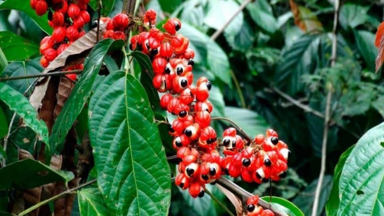 Foto - Kahveden güçlü, şekerden değerli: 1 kilosu altınla yarışıyor! İşte enerji devlerinin gizli hazinesi