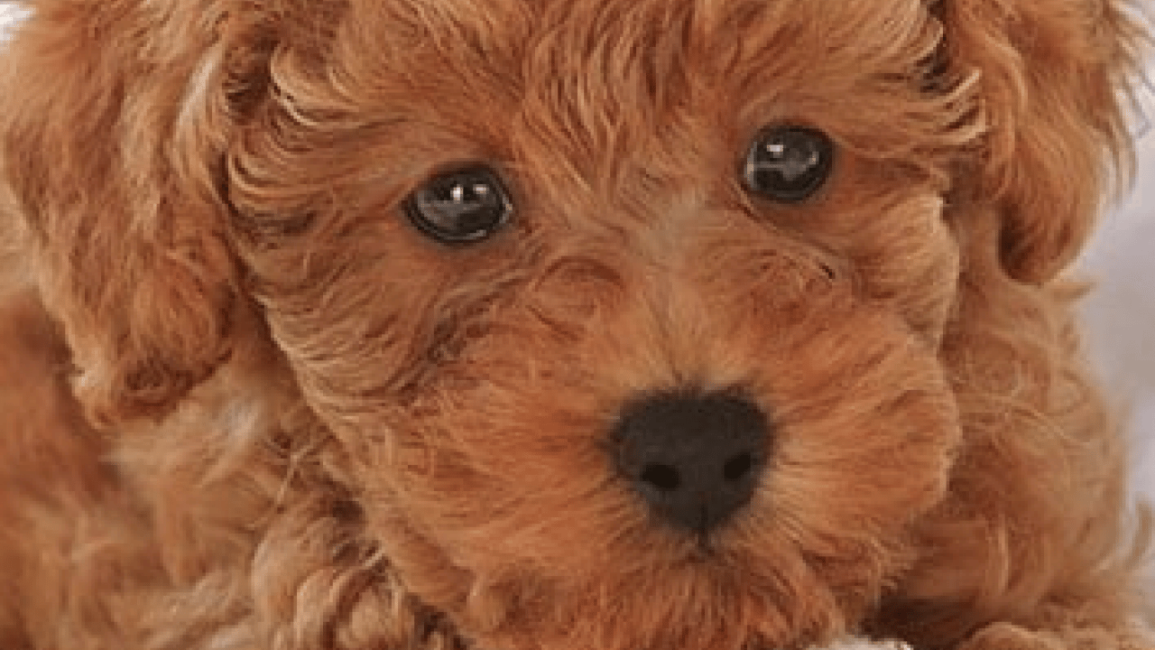 Foto - Kahvenin içmek dışında bilinmesi gereken mükemmel bir özelliği var: Yeni çıkan detay, evde hazırlama yöntemi