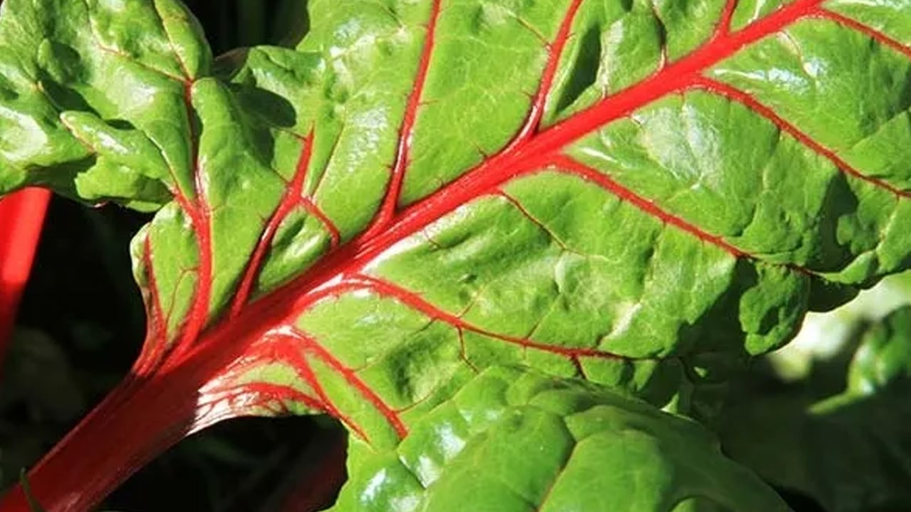 Foto - Kalbi koruyorlar! En güçlü 7 sebze süper besin: Su teresi, Chia tohumu, Karahindiba... Mucizevi besinler