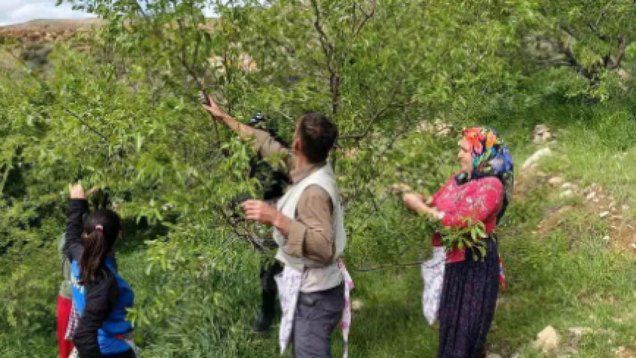 Foto - Kalbi motor gibi çalıştırıyor! Kilosu 150 TL'den satılıyor!