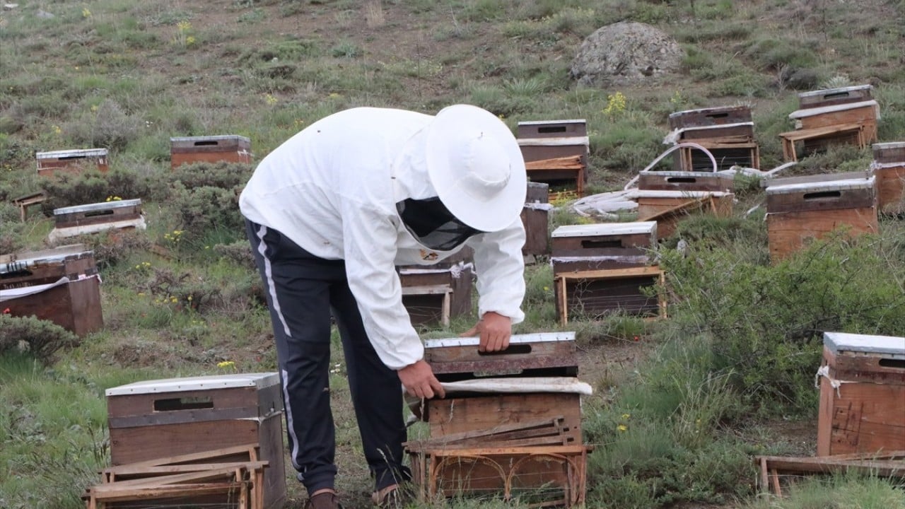 Foto - Kaliteli bal mesaisi başladı Bozok Yaylası’nı mesken tuttular