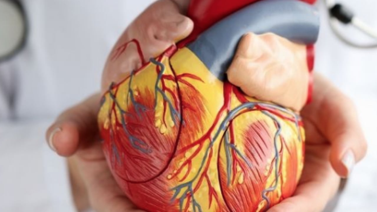 Foto - Kalp dostu meğer o gıdalar: Bağırsakları motor gibi çalıştırıyor! Risk faktörleri yok oluyor!