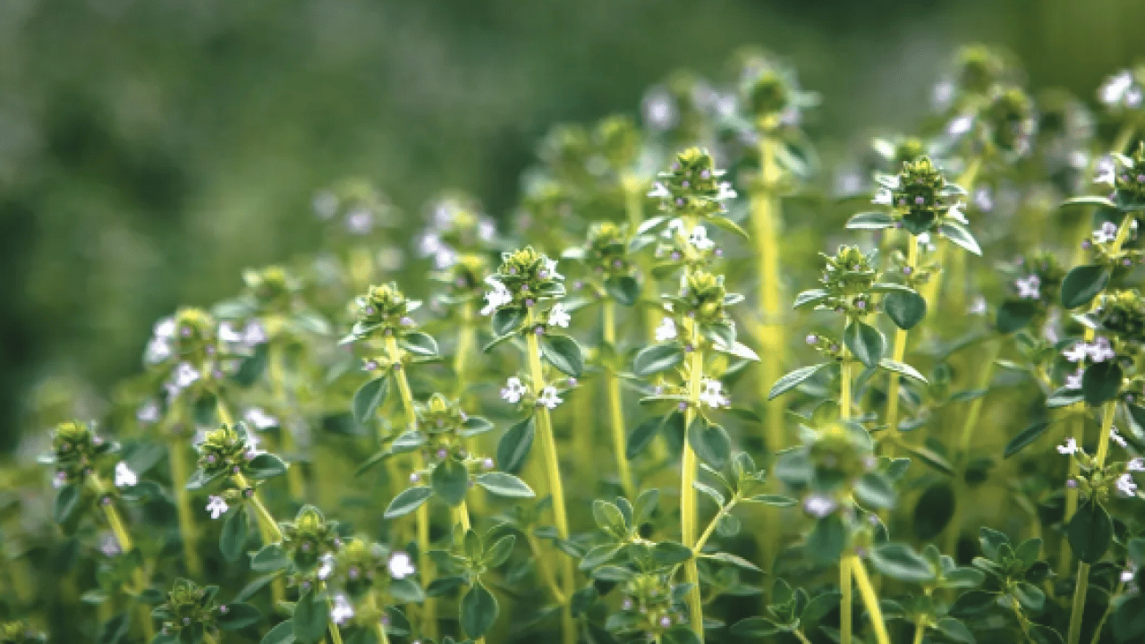 Foto - Kalp ve damar hastalıkları bile... Mutfaktaki doğal antibiyotik: Bir tutamı bile...