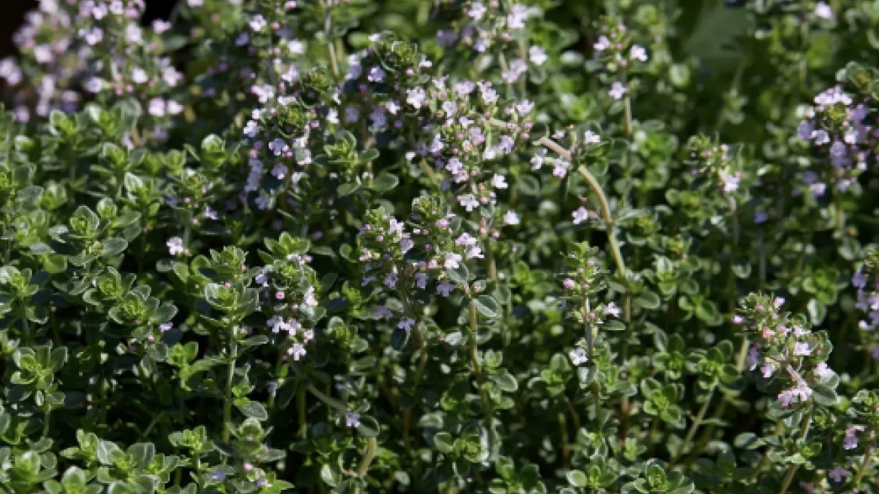 Foto - Kalp ve damar hastalıkları bile... Mutfaktaki doğal antibiyotik: Bir tutamı bile...
