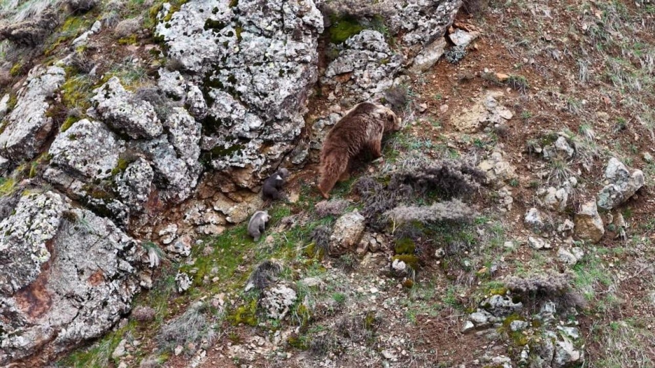 Foto - Kameralardan kaçamadılar İki yavrusunu emzirirken görüntülendi