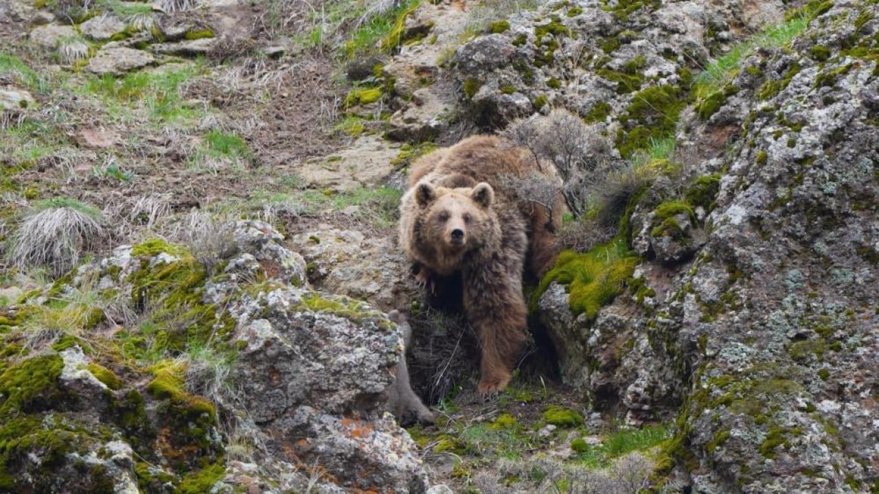 Foto - Kameralardan kaçamadılar İki yavrusunu emzirirken görüntülendi