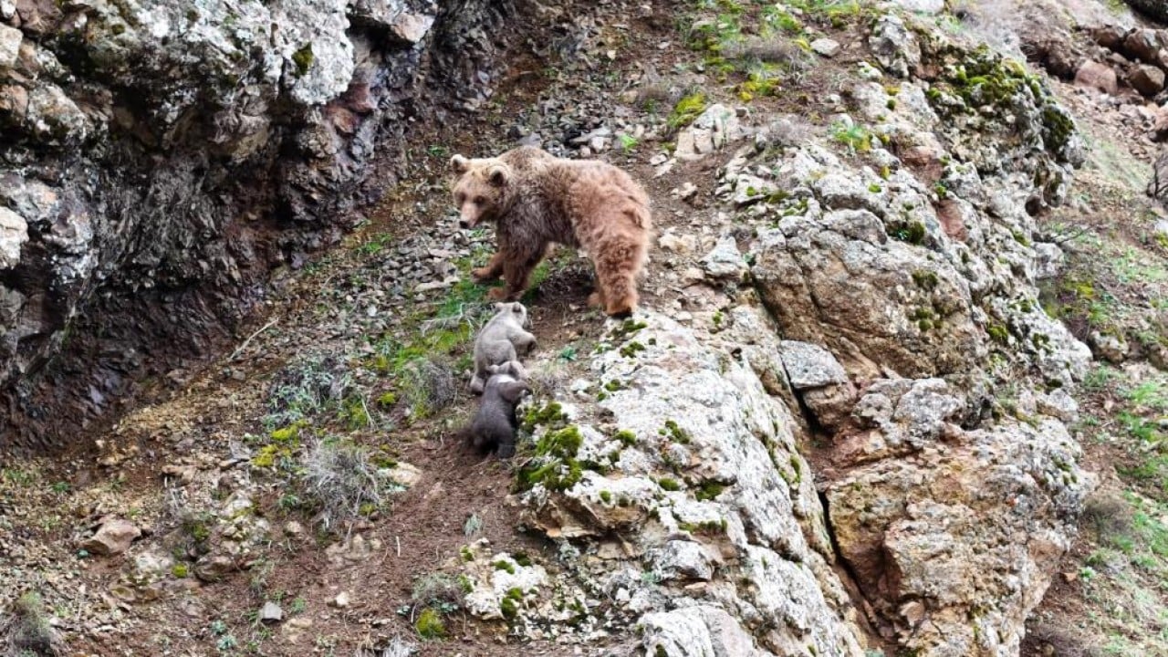 Foto - Kameralardan kaçamadılar İki yavrusunu emzirirken görüntülendi