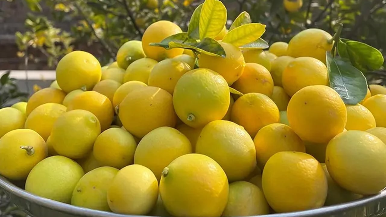 Kan şekerine limonlu çözüm: Erken müdahalede inanılmaz etkili... Öyle değil böyle tüketin...