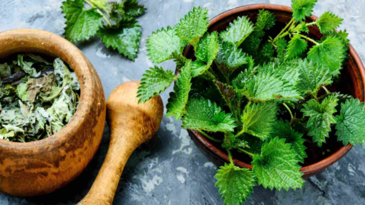 Foto - Kanı temizliyor mikropları öldürüyor: Demir deposu bitki!