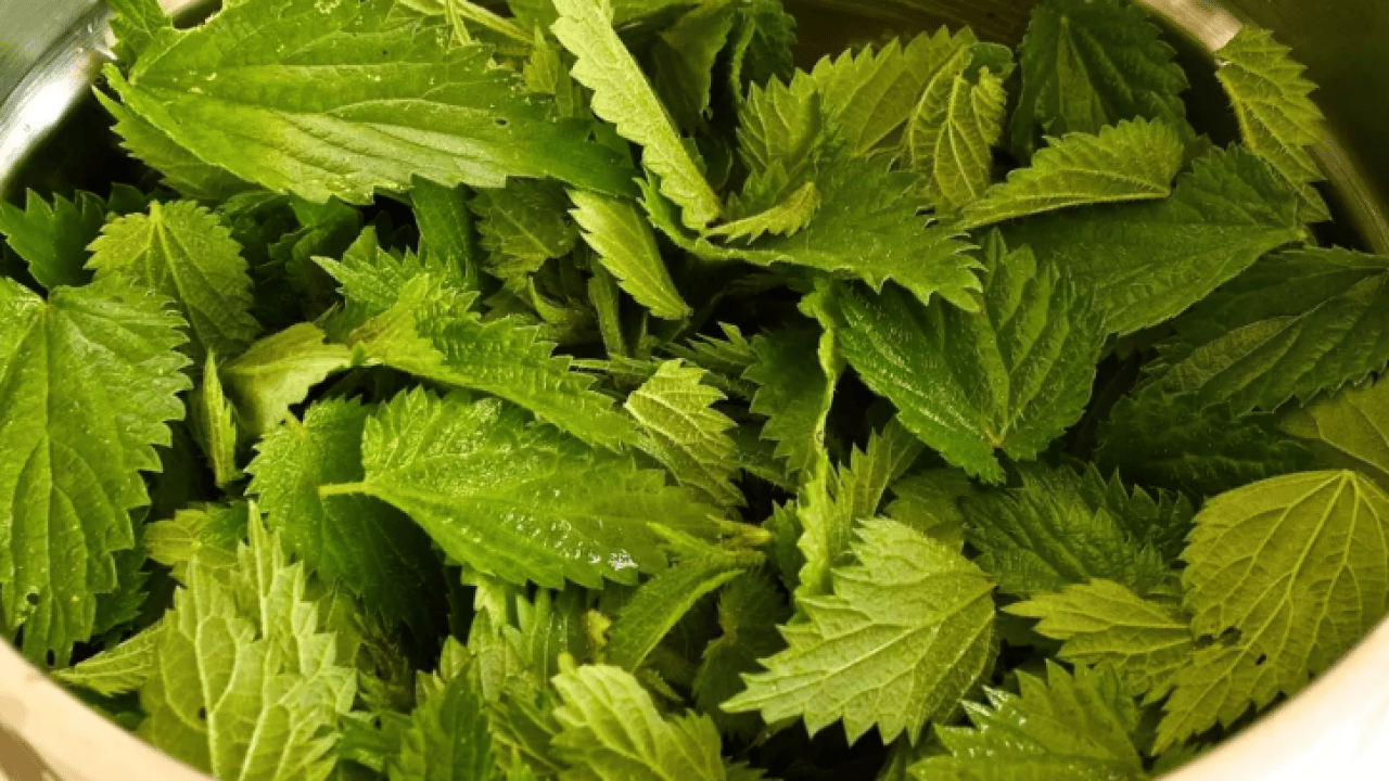 Kanı temizliyor mikropları öldürüyor: Demir deposu bitki!