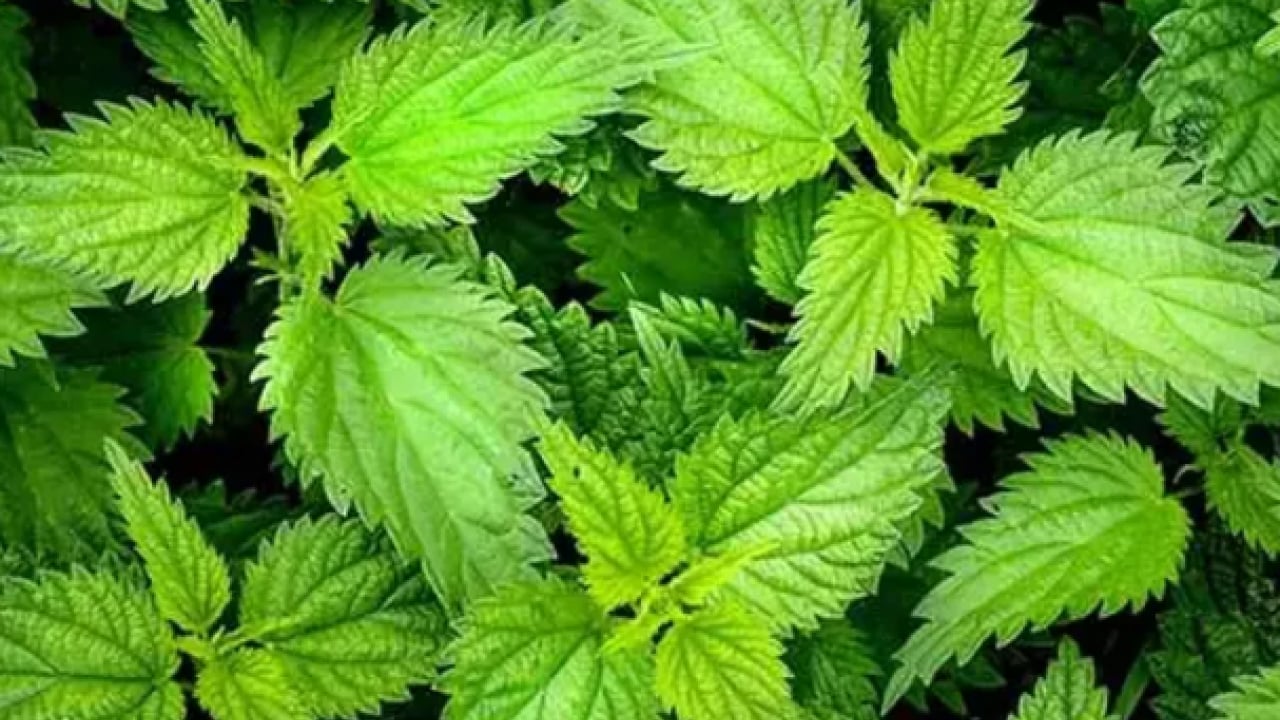 Foto - Kanı temizliyor mikropları öldürüyor: Demir deposu bitki!