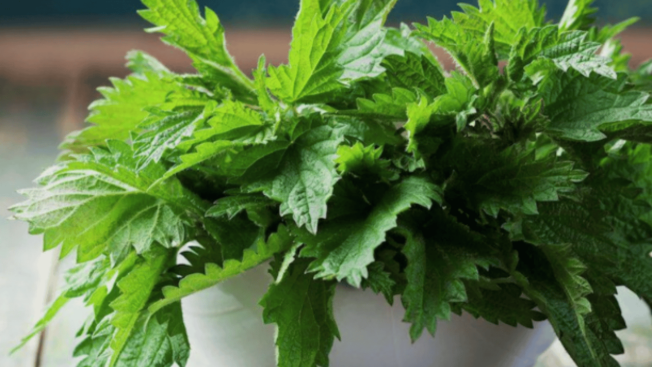 Foto - Kanı temizliyor mikropları öldürüyor: Demir deposu bitki!