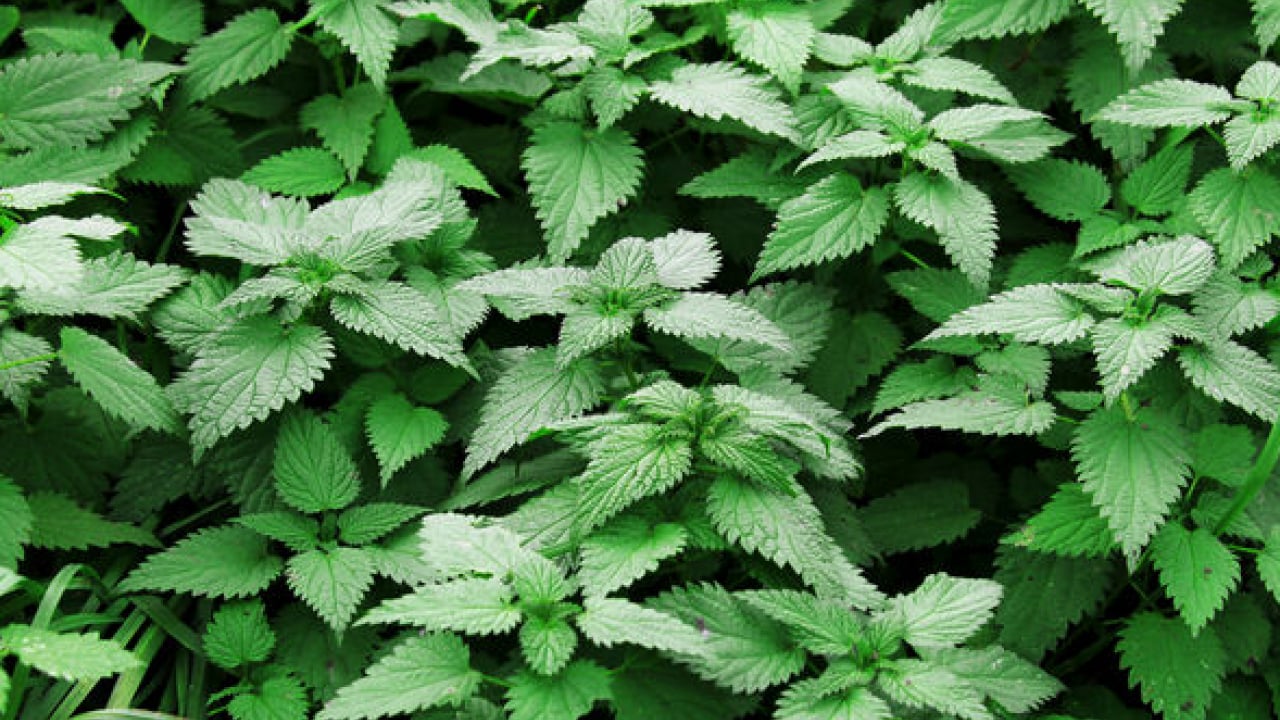 Foto - Kanı temizliyor mikropları öldürüyor: Demir deposu bitki!