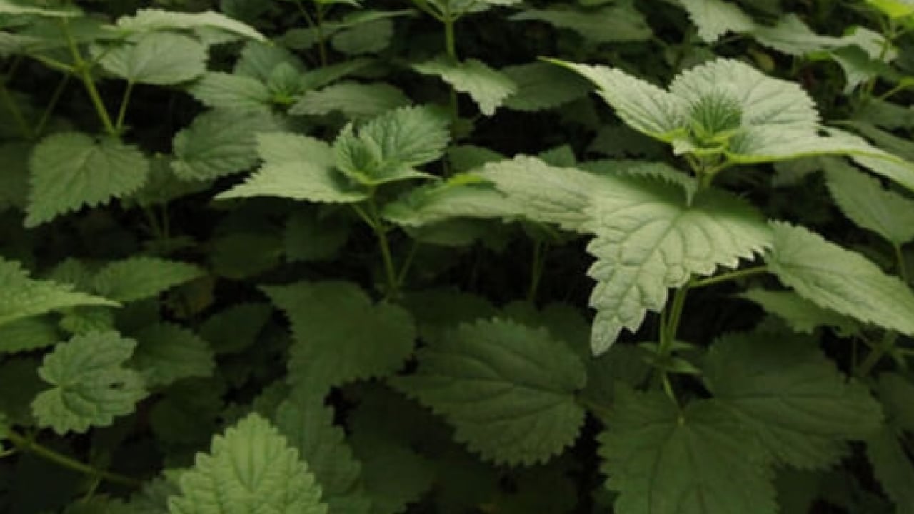 Foto - Kanı temizliyor mikropları öldürüyor: Demir deposu bitki!