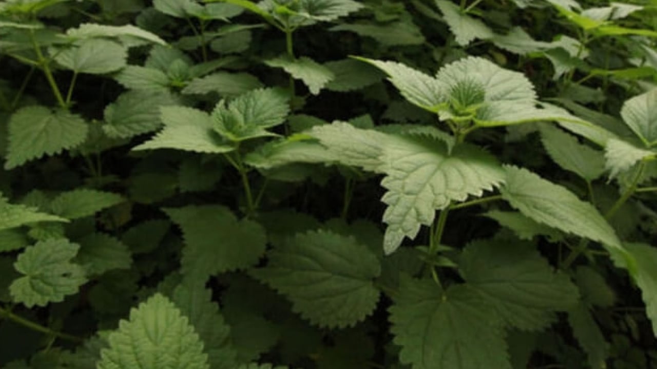 Foto - Kanı temizliyor mikropları öldürüyor: Demir deposu bitki!