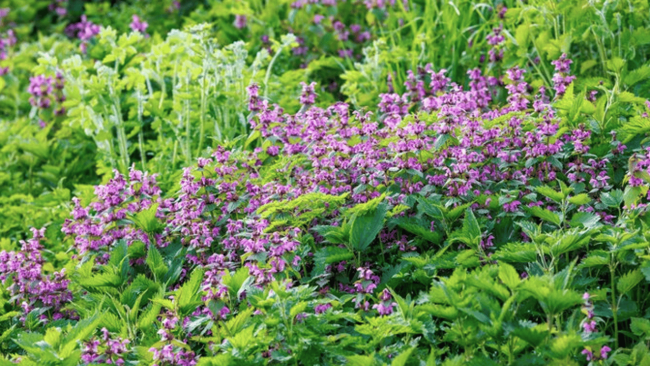 Kanı tertemiz yapan bitki! Isırgan otu: Demir depoları coşuyor... 