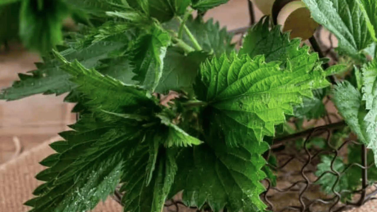 Foto - Kanı tertemiz yapan bitki! Isırgan otu: Demir depoları coşuyor... 