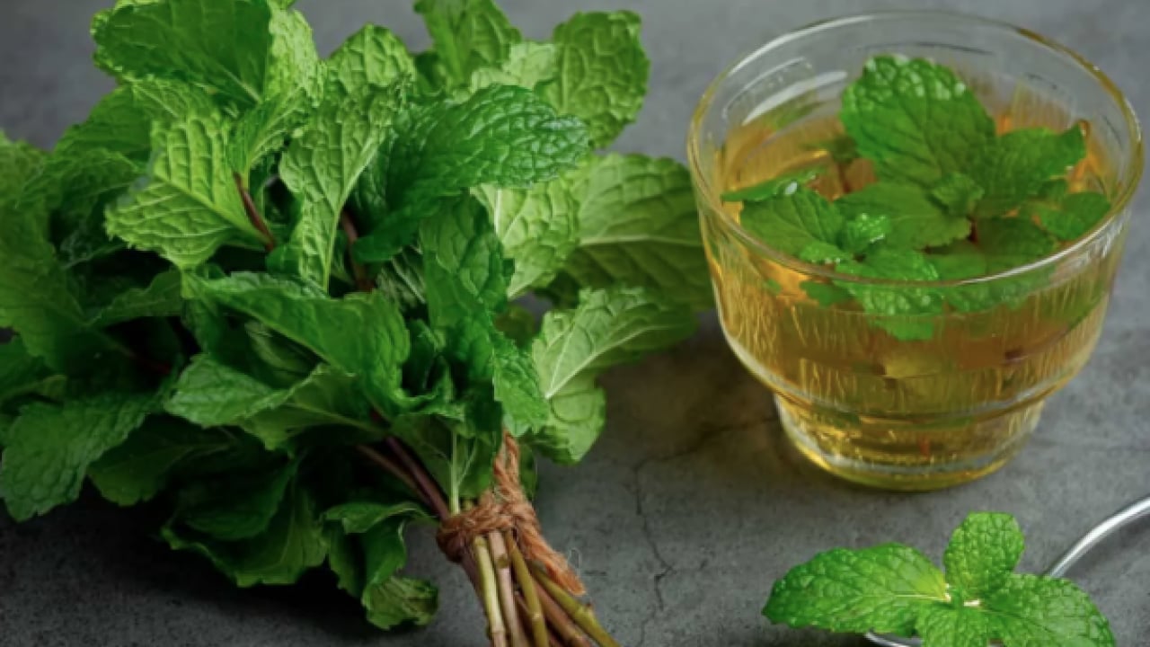 Foto - Kanı tertemiz yapan bitki! Isırgan otu: Demir depoları coşuyor... 