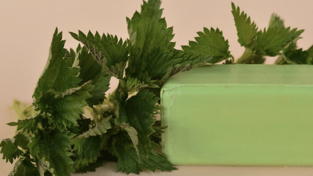 Foto - Kanı tertemiz yapan bitki! Isırgan otu: Demir depoları coşuyor... 