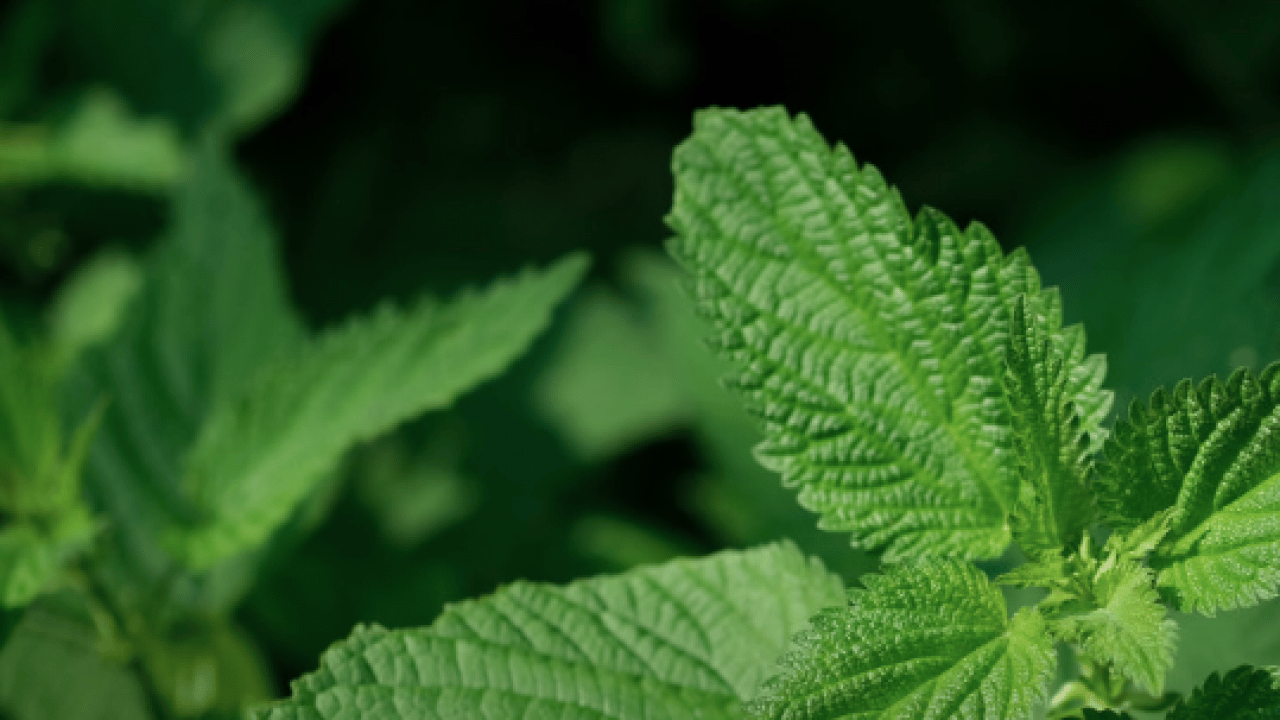 Foto - Kanı tertemiz yapan bitki! Isırgan otu: Demir depoları coşuyor... 