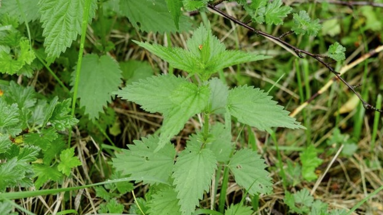 Foto - Kanı tertemiz yapan bitki! Isırgan otu: Demir depoları coşuyor... 