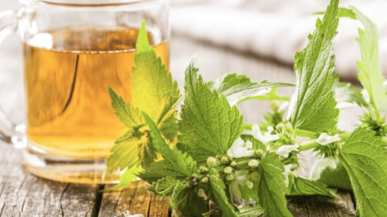 Foto - Kanı tertemiz yapan bitki! Isırgan otu: Demir depoları coşuyor... 