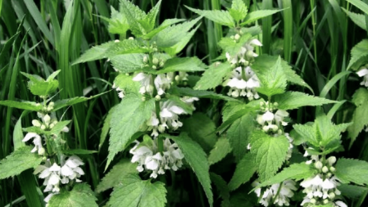 Foto - Kanı tertemiz yapan bitki! Isırgan otu: Demir depoları coşuyor... 