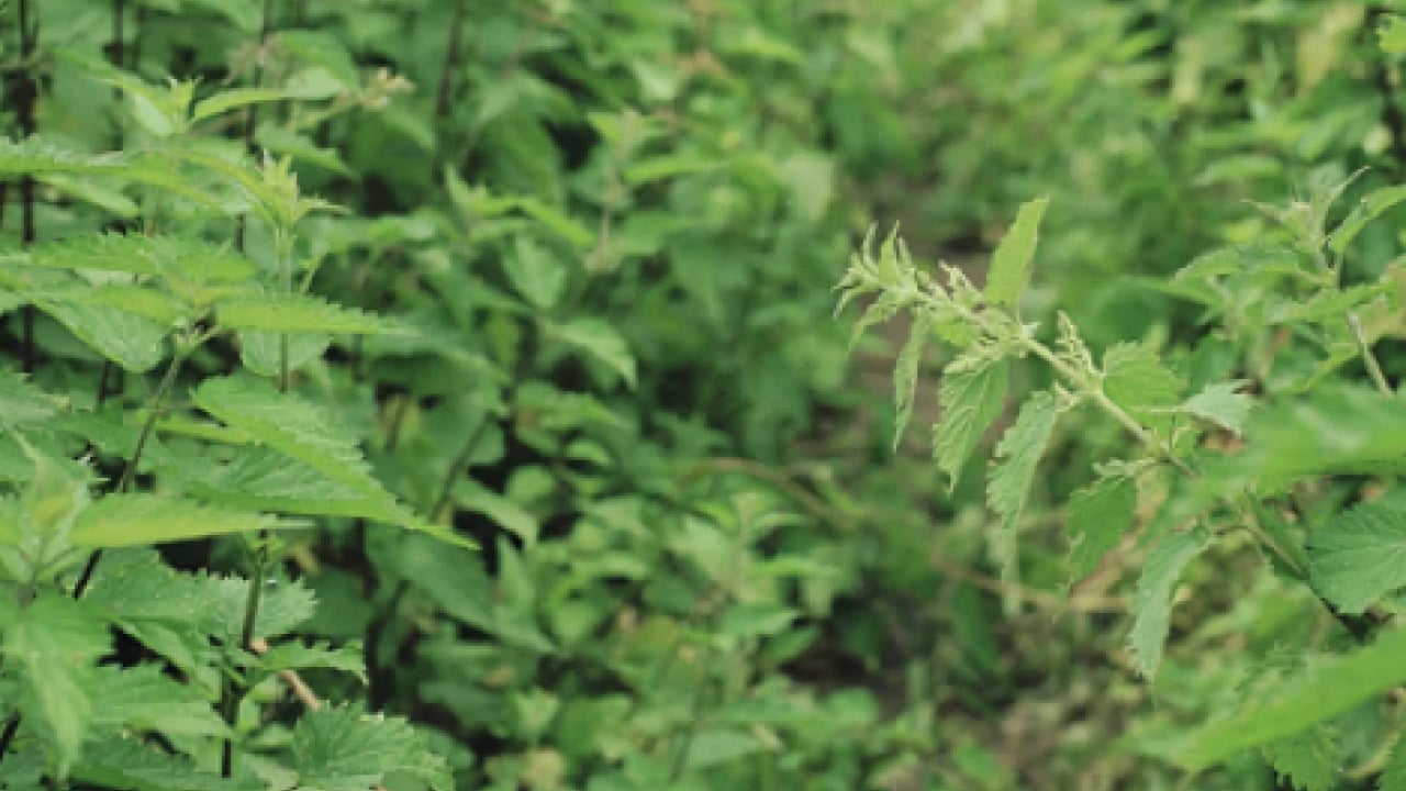 Foto - Kanı tertemiz yapan bitki! Isırgan otu: Demir depoları coşuyor... 
