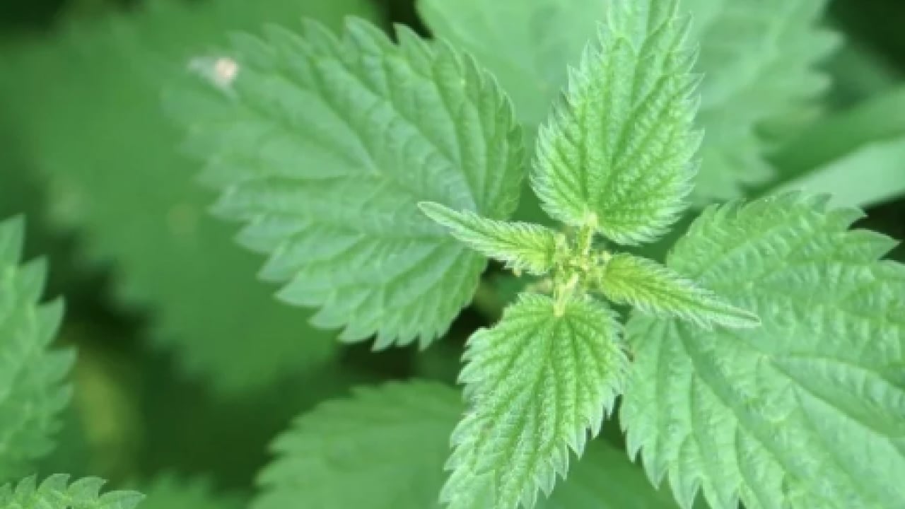 Foto - Kanı tertemiz yapan bitki! Isırgan otu: Demir depoları coşuyor... 